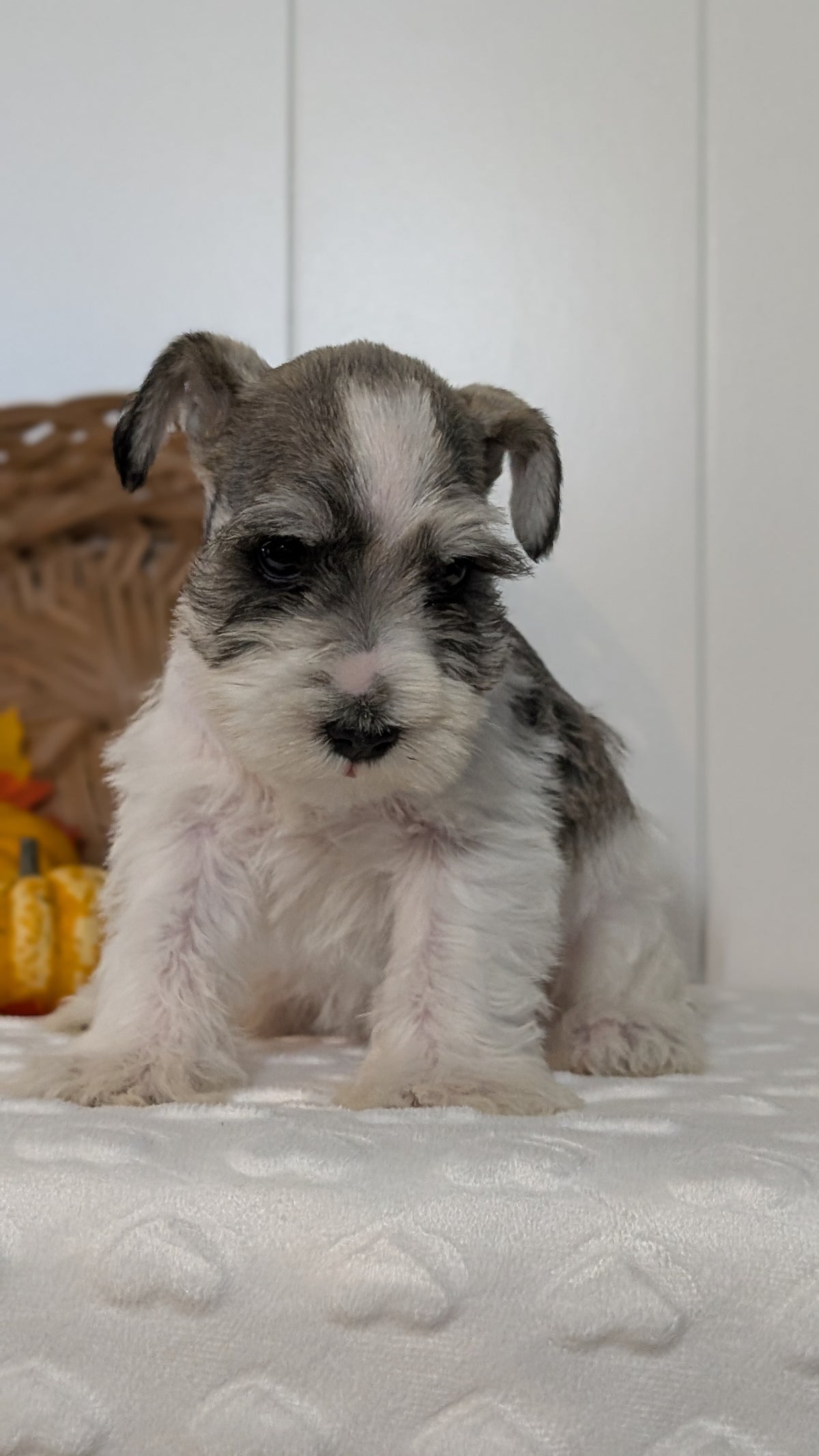 MINI SCHNAUZER (AUG 27) 4 FEMALES/1 MALE