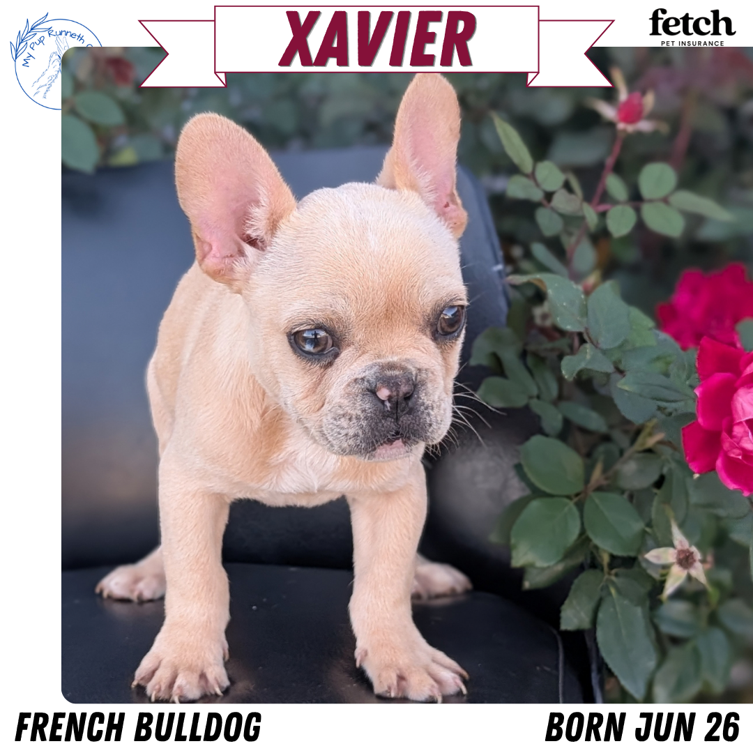 FRENCH BULLDOG (JUN 26) 2 MALES