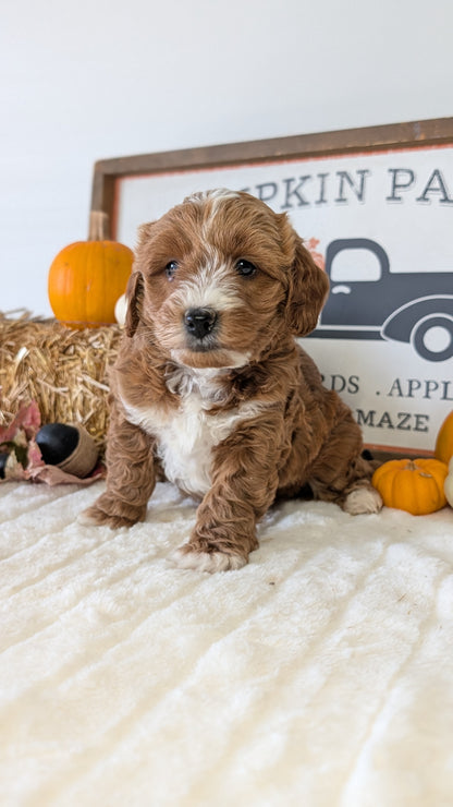 MINI GOLDENDOODLE (09/21) MALE
