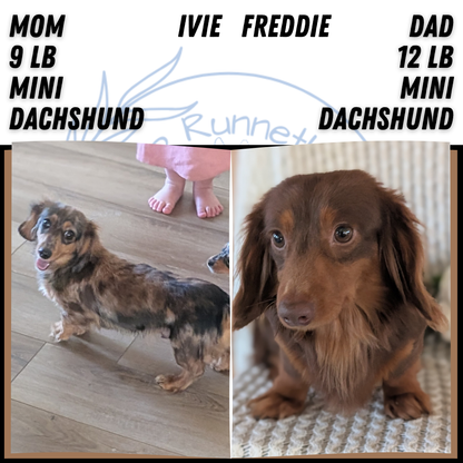 MINI DACHSHUND (JAN 01) FEMALES