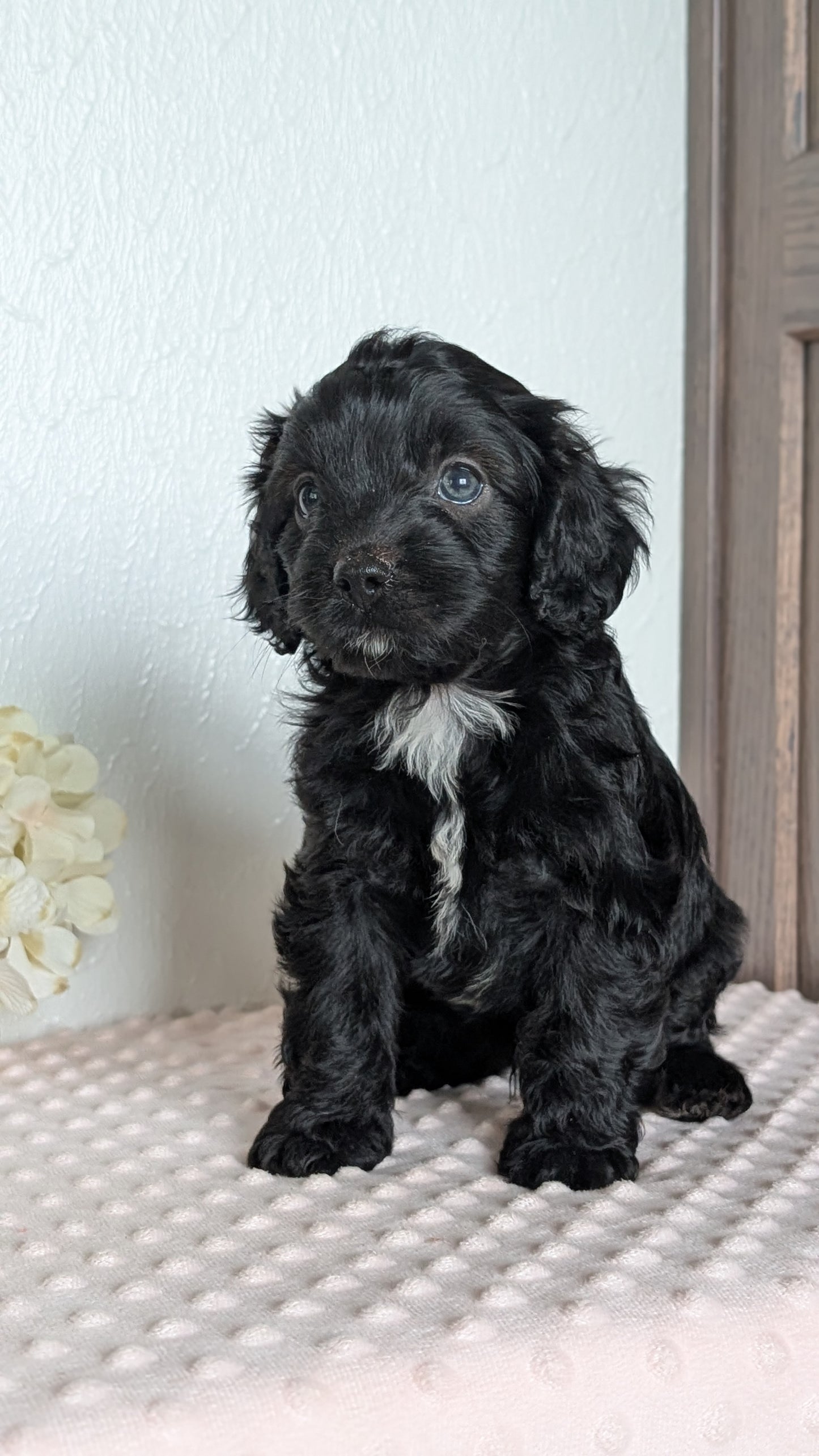 CAVAPOO (APR 02) MALES