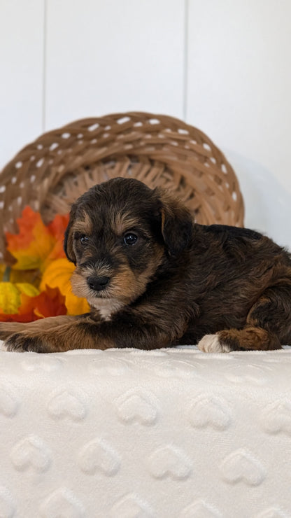 SCHNOODLE (SEP 03) 4 FEMALES/3 MALES