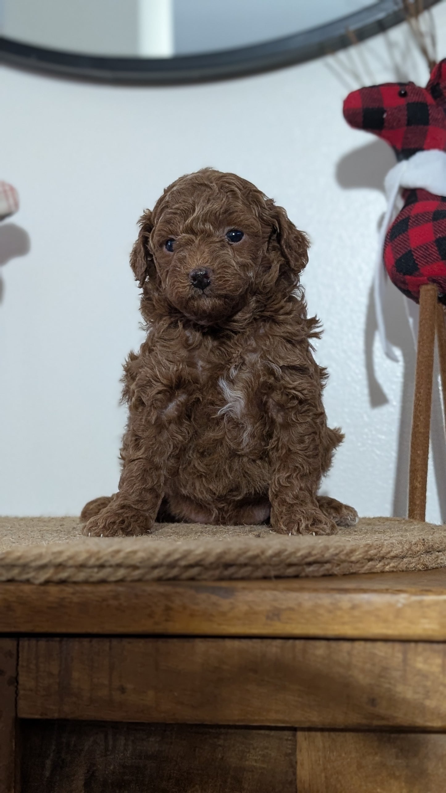 MINI POODLE (NOV 14) MALES