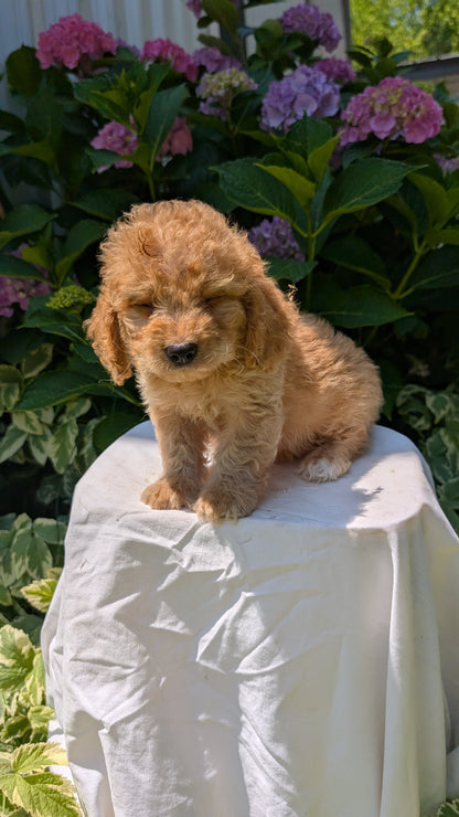 CAVAPOO (05/23) MALE