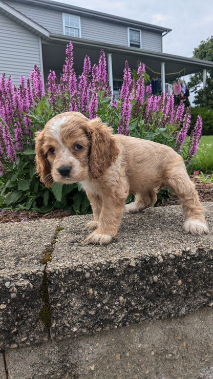 COCKER SPANIEL (06/16) FEMALE