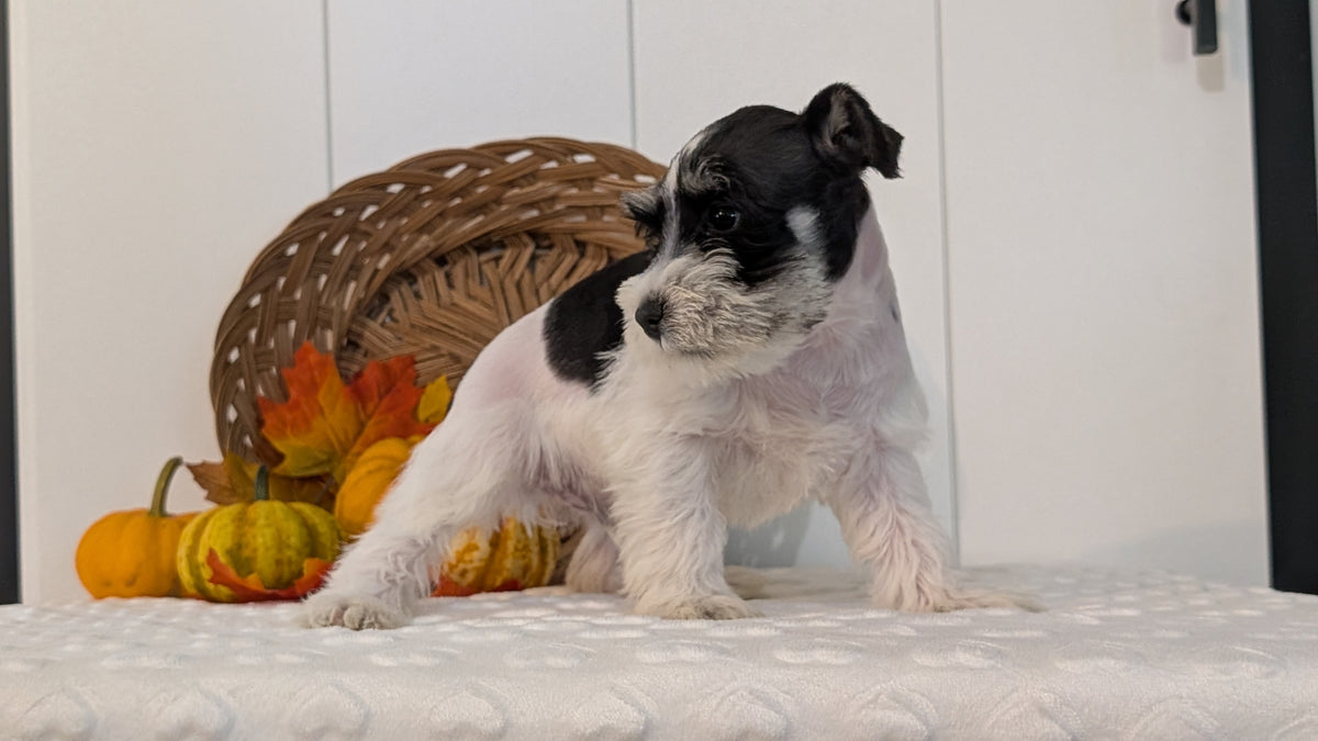 MINI SCHNAUZER (AUG 27) 4 FEMALES/1 MALE
