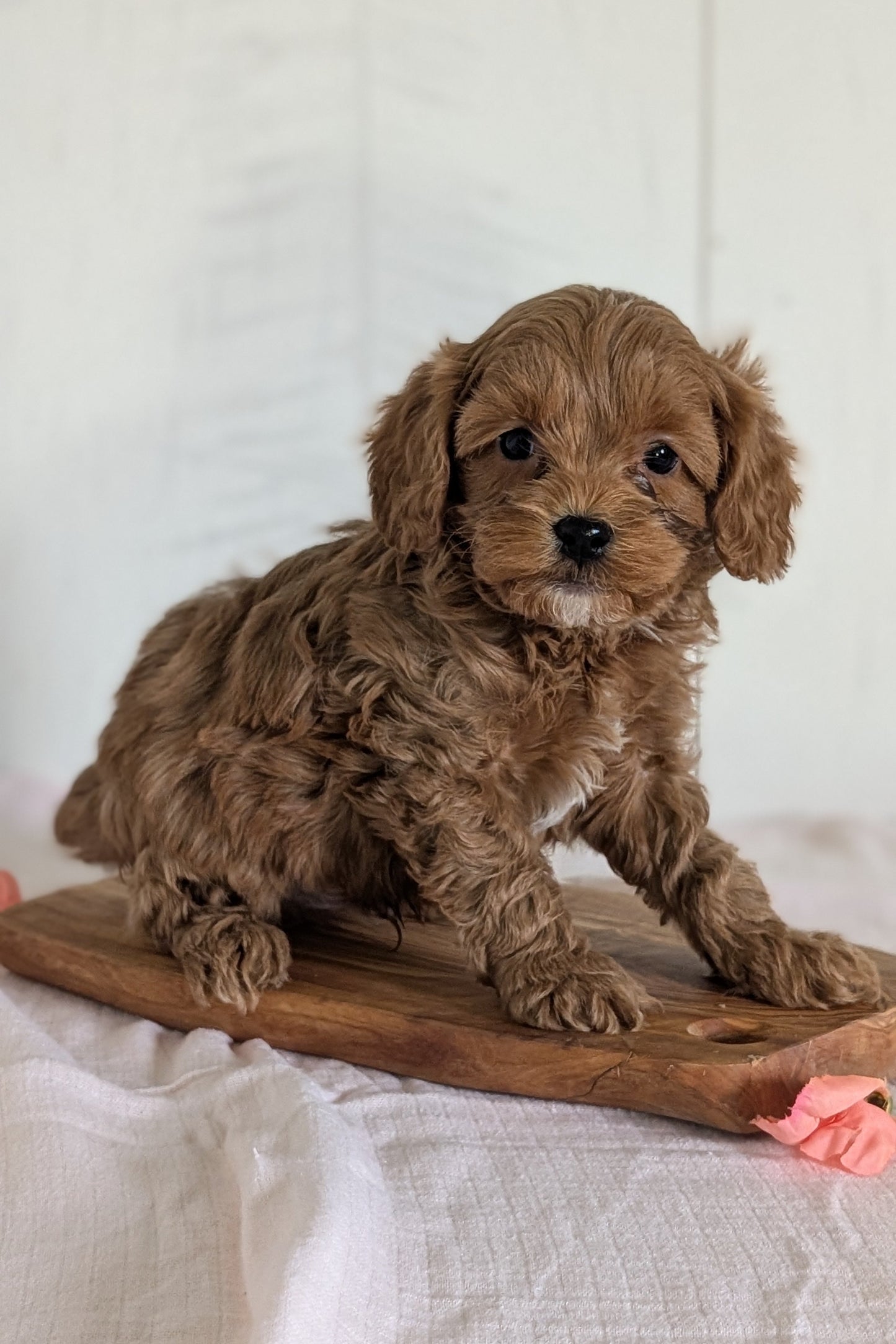 CAVAPOO (FEB 11) MALES