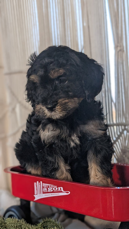 CAVAPOO (NOV 17) FEMALES