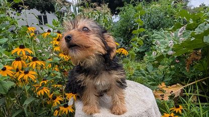 YORKSHIRE TERRIER (05/23) MALE
