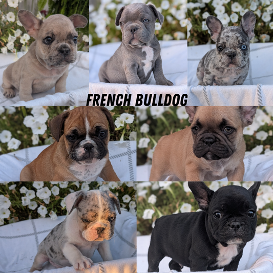 FRENCH BULLDOG (07/15) MALE