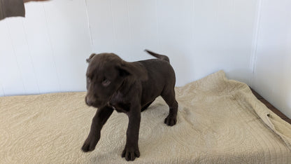LABRADOR RETRIEVER (11/03) MALE