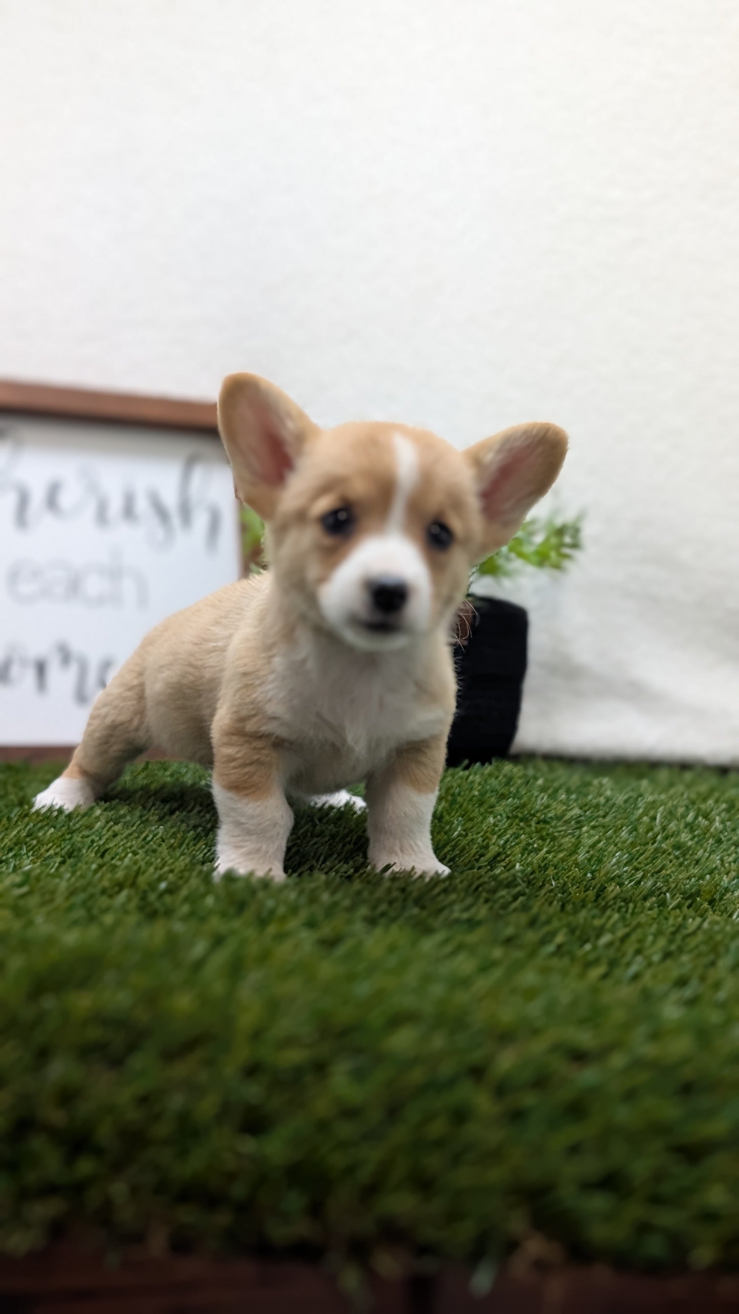 CORGI (07/10) FEMALE