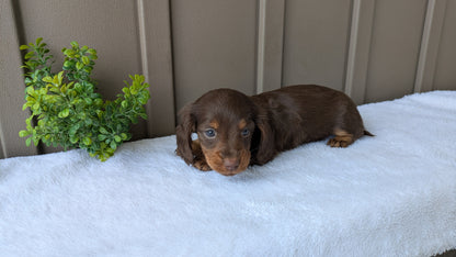 MINI DACHSHUND (02/21) MALE