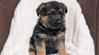 GERMAN SHEPHERD (MAR 28) FEMALE
