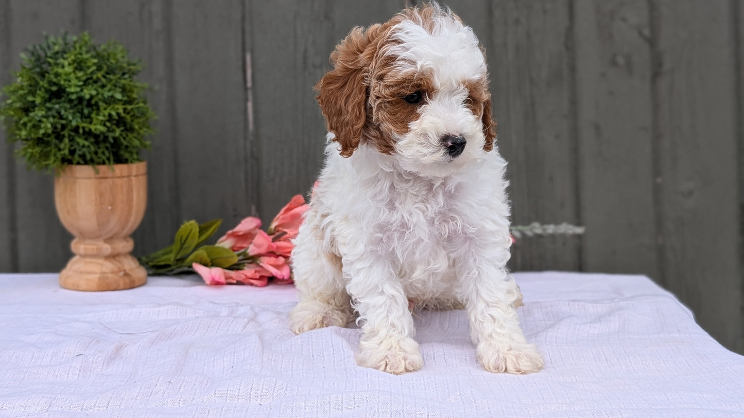 MINI POODLE (MAY 08) MALES