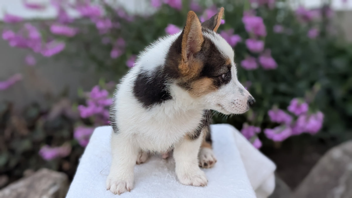 CORGI (JUN 08) MALES