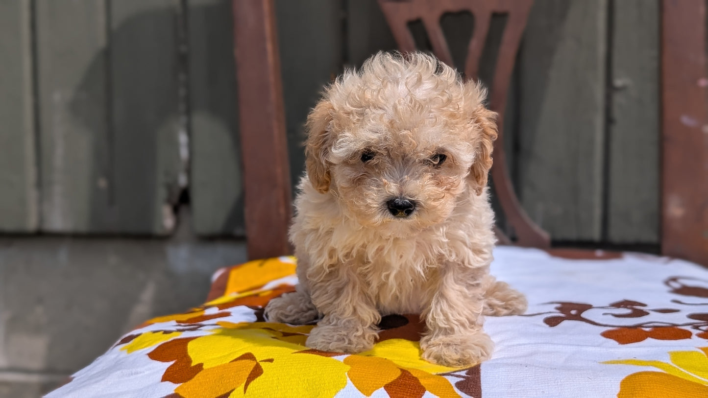 MINI POODLE (JUN 21) 4 MALES