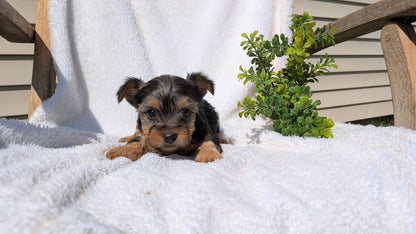 YORKSHIRE TERRIER (02/28) FEMALE