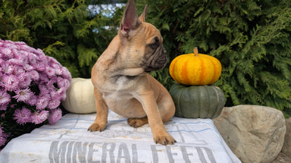 FRENCH BULLDOG (07/15) MALE