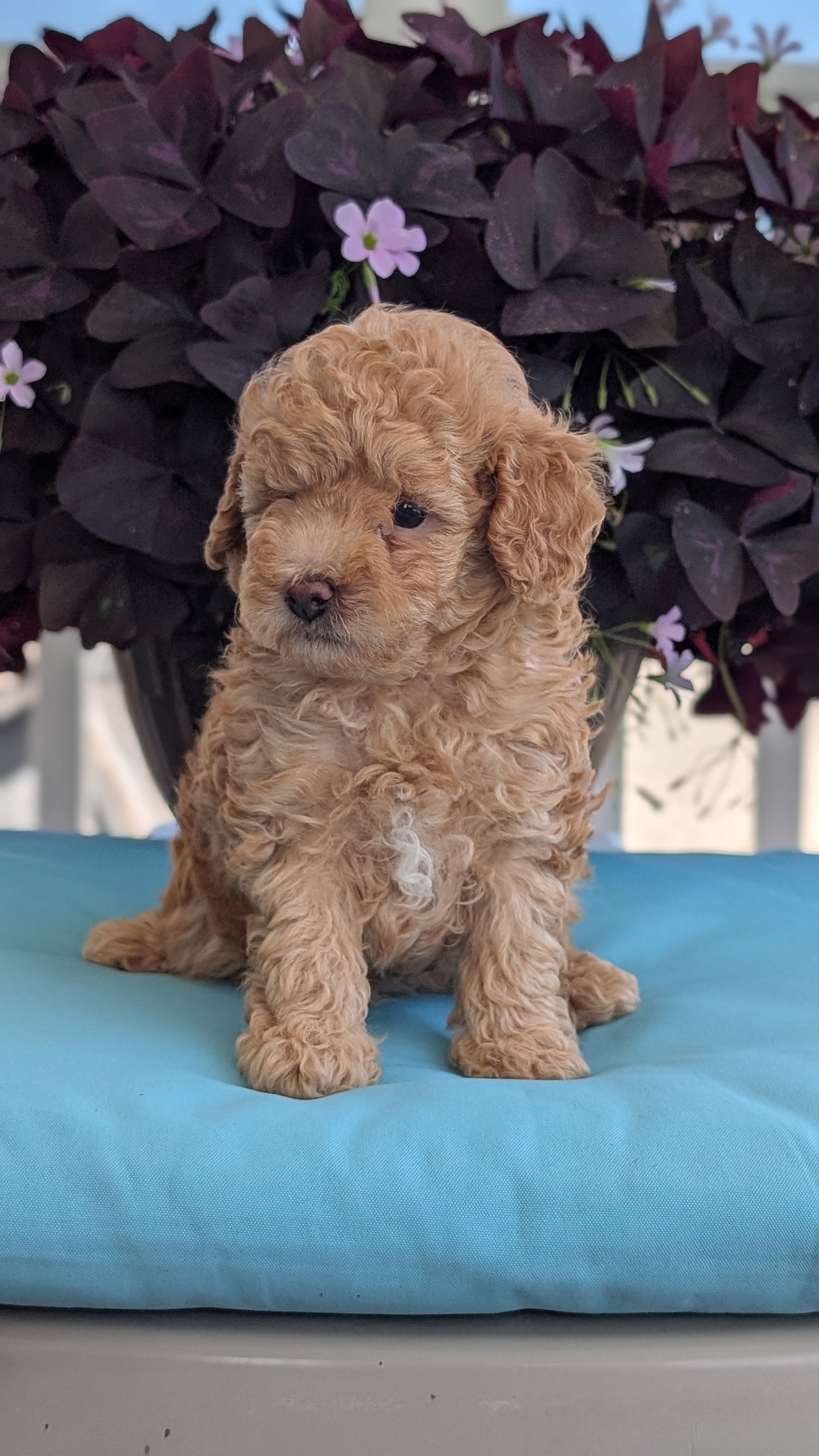 TOY POODLE (MAY 26) MALES