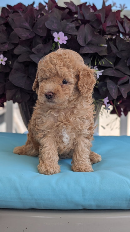 TOY POODLE (MAY 26) MALES