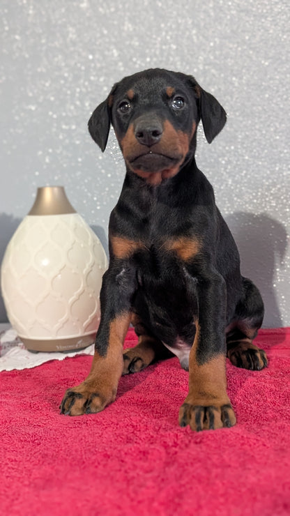 DOBERMAN PINSCHER (OCT 17) MALES