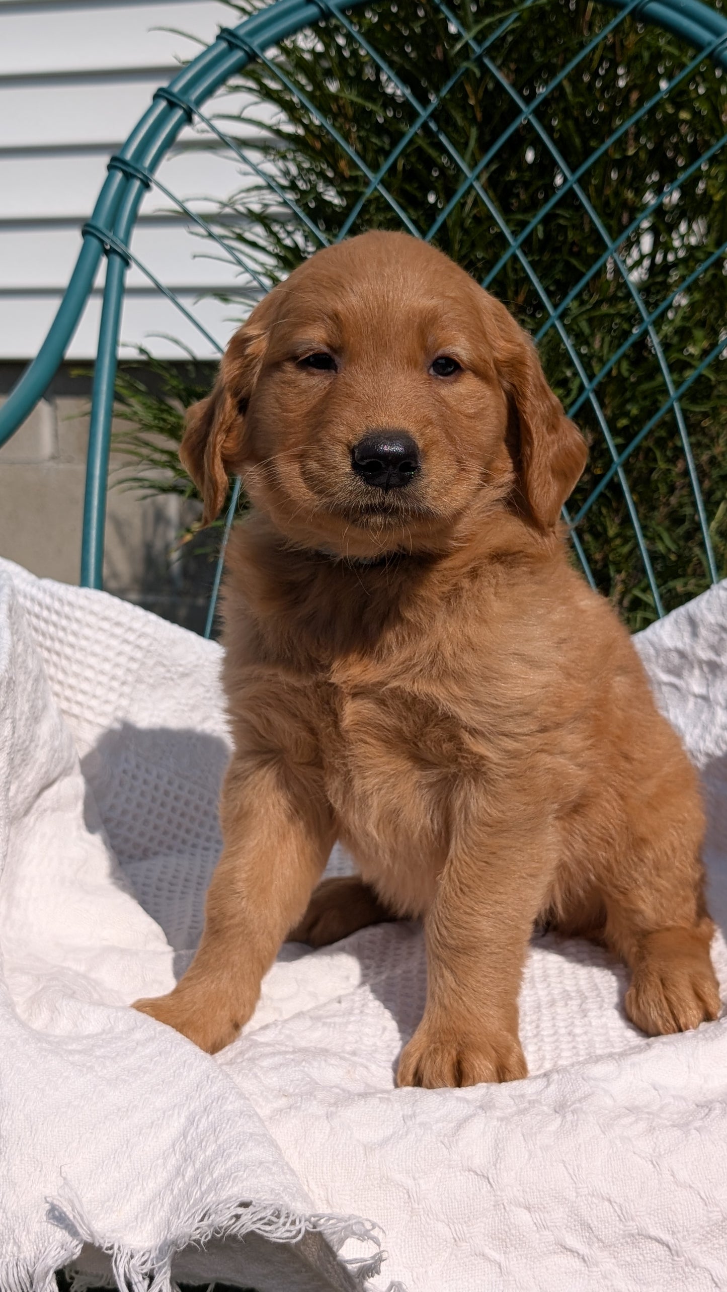 GOLDEN RETRIEVER (07/24) FEMALE