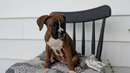 BOXER (JUN 11) FEMALES