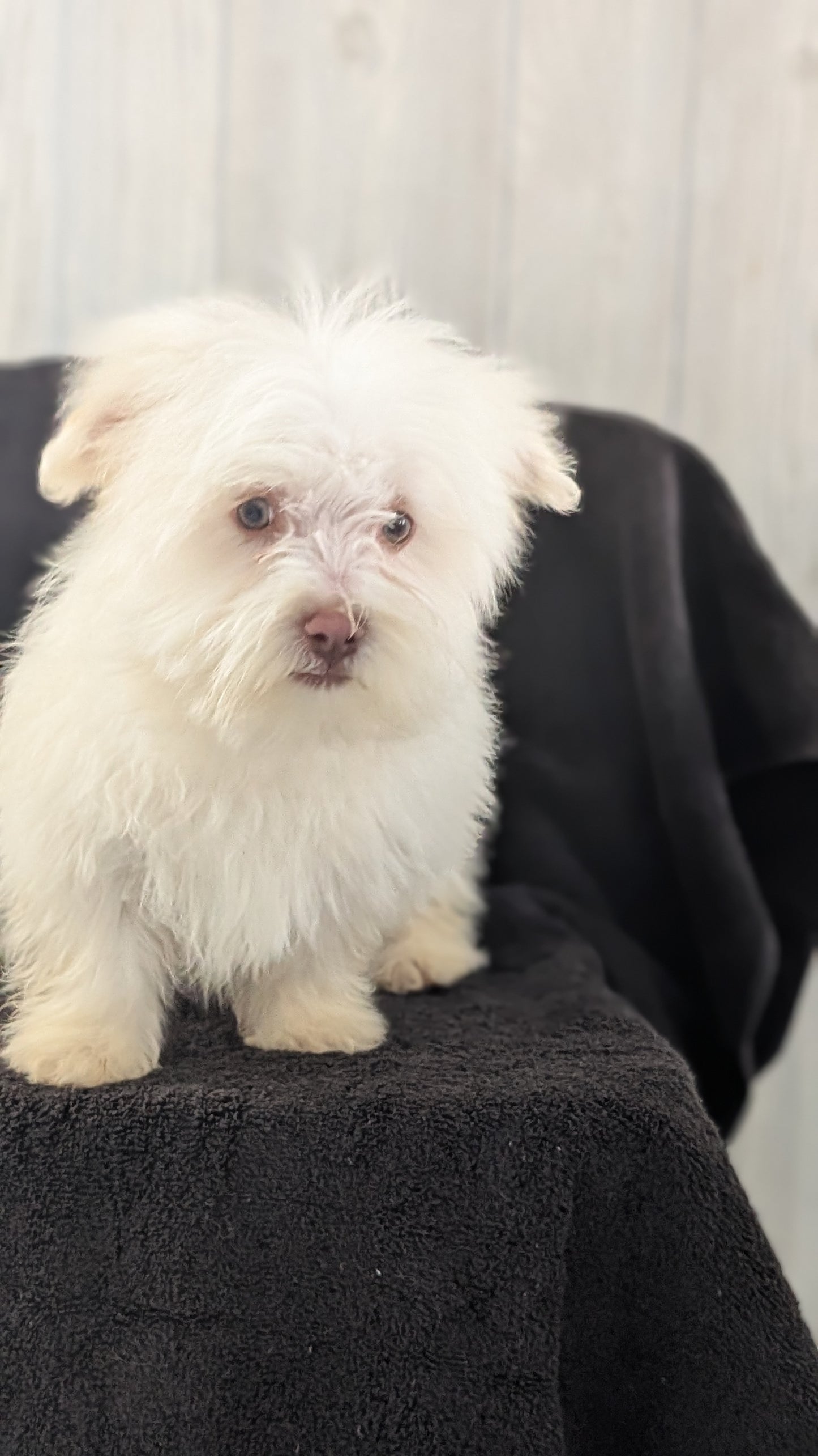 HAVANESE (OCT 25) MALES