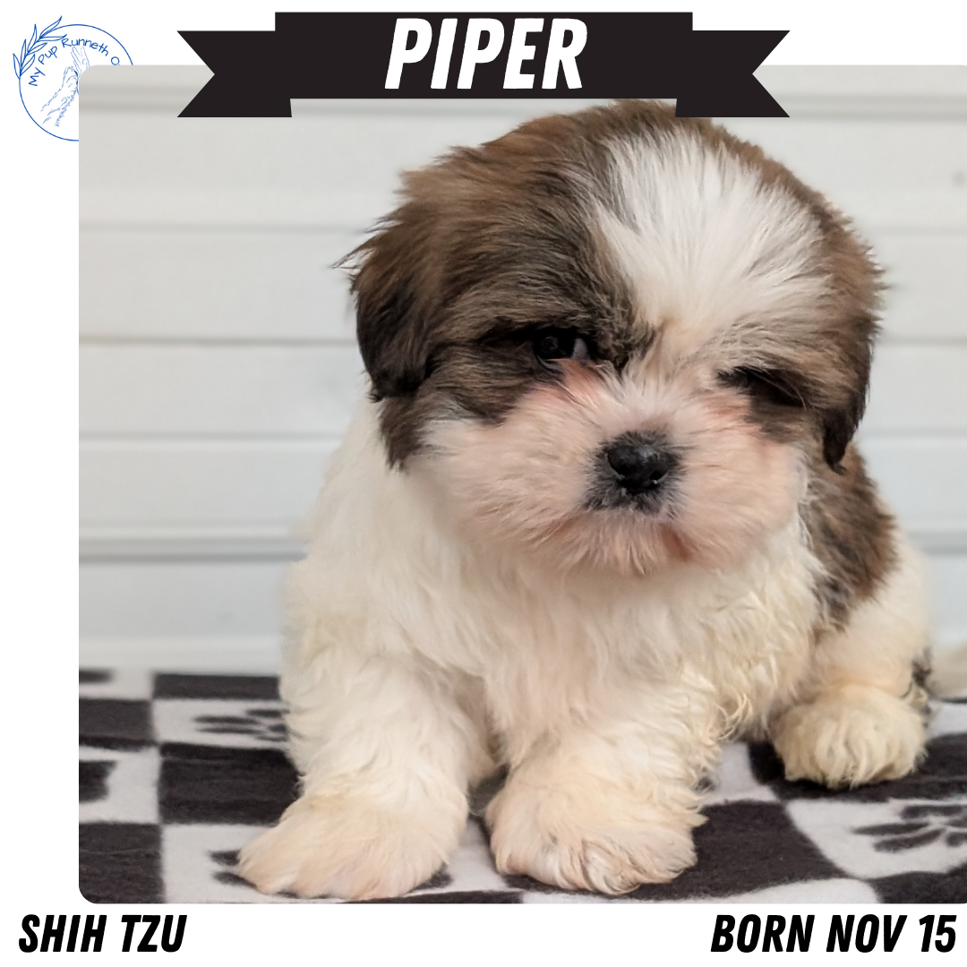 SHIH TZU (NOV 15) FEMALES