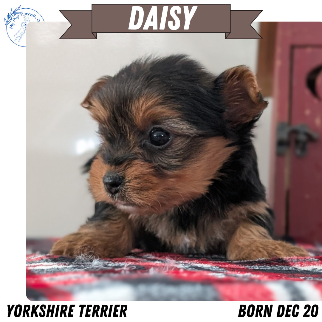 YORKSHIRE TERRIER (DEC 20) FEMALES