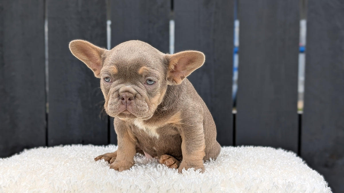 FRENCH BULLDOG (JUN 29) 3 MALES