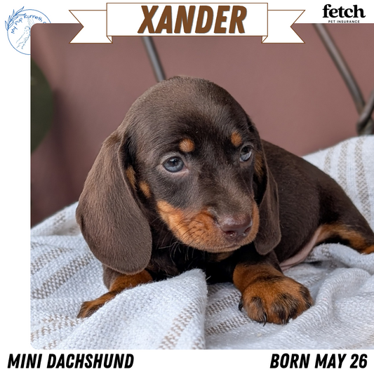 MINI DACHSHUND (MAY 26) MALE