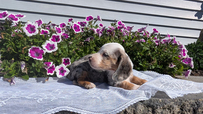 MINI DACHSHUND (08/19) FEMALE