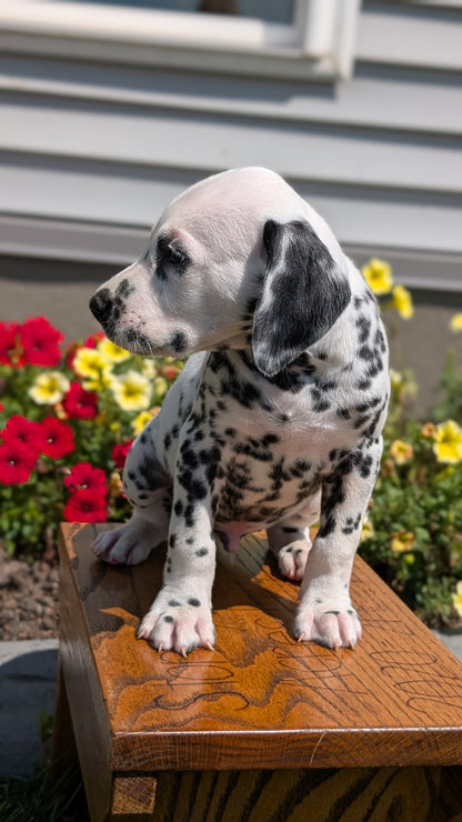 DALMATIAN (JUN 29) MALES