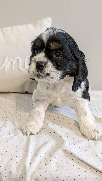 COCKER SPANIEL (02/14) FEMALE