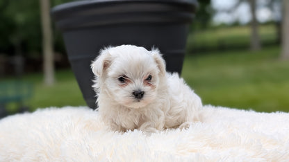 MALTESE (MAY 11) FEMALE