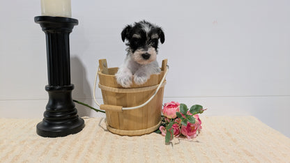 MINI SCHNAUZER (02/18) FEMALE