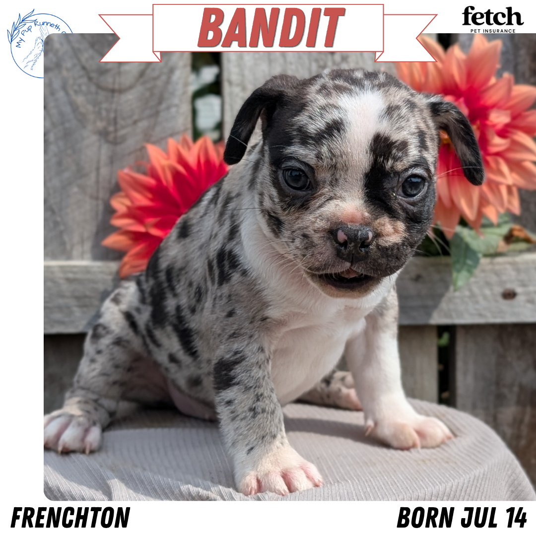 FRENCHTON (JUL 14) 2 MALES/1 FEMALE