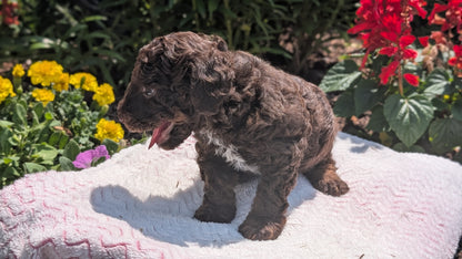 TOY POODLE (06/30) MALE