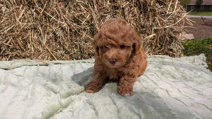 MINI POODLE (03/18) MALE