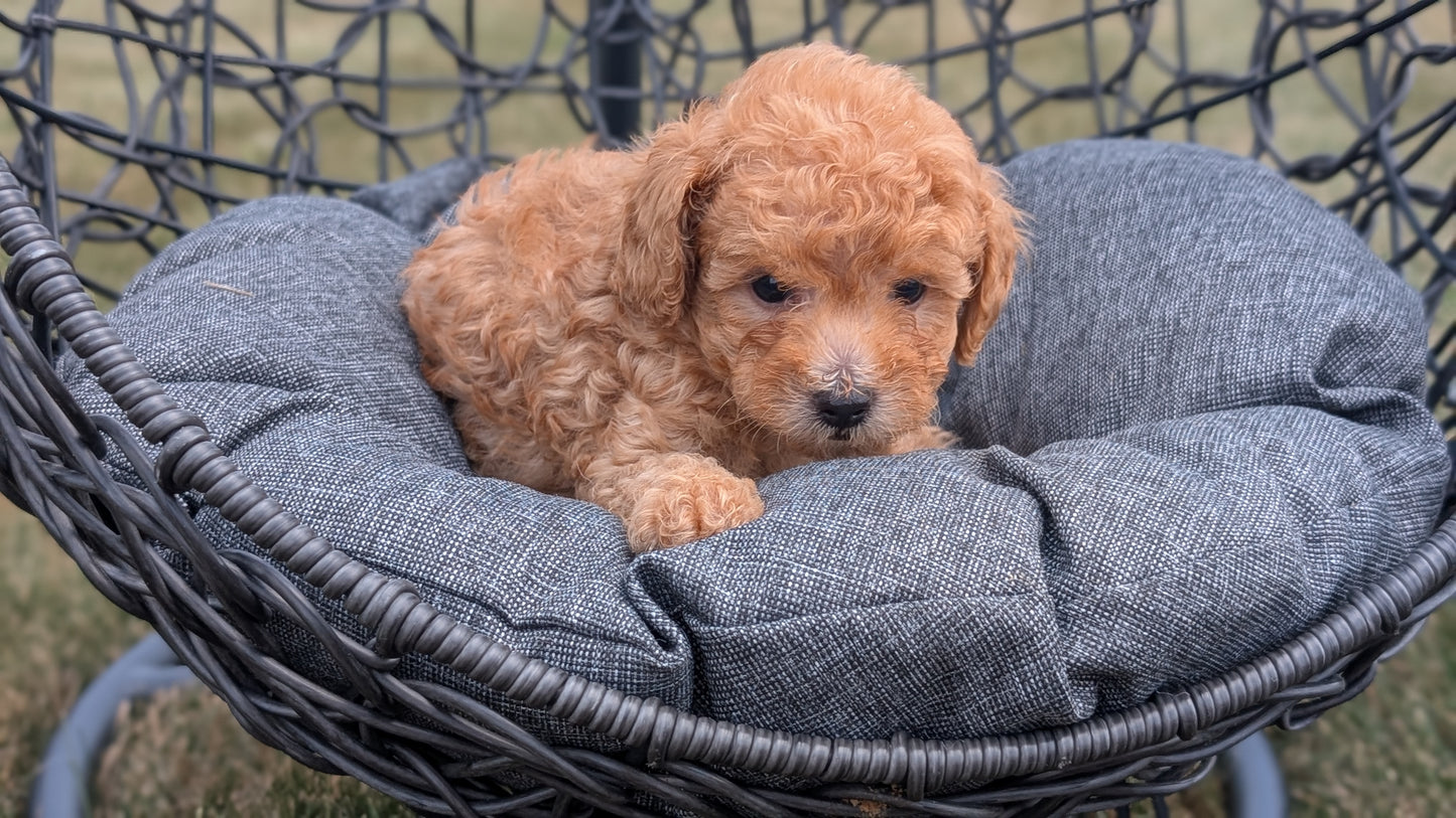 TOY POODLE (05/31) MALE