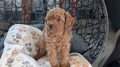 TOY POODLE (SEP 10) 4 MALES/2 FEMALES
