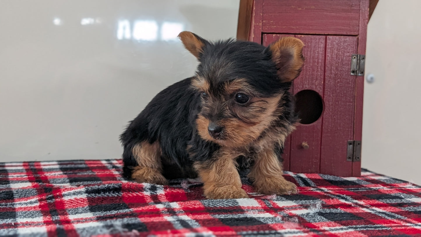 YORKSHIRE TERRIER (DEC 20) FEMALES