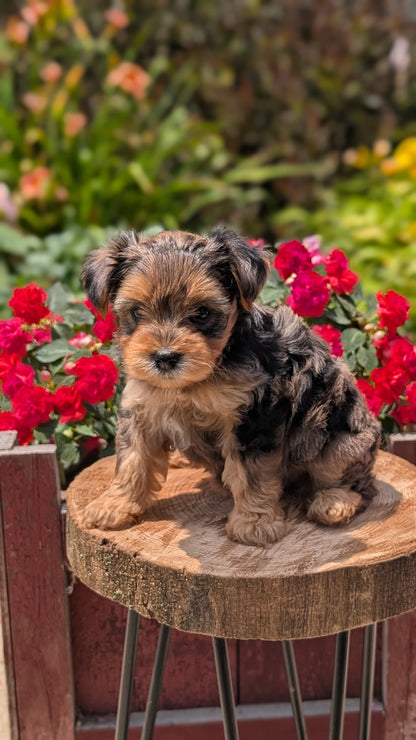 YORKIPOO (MAY 26) FEMALES