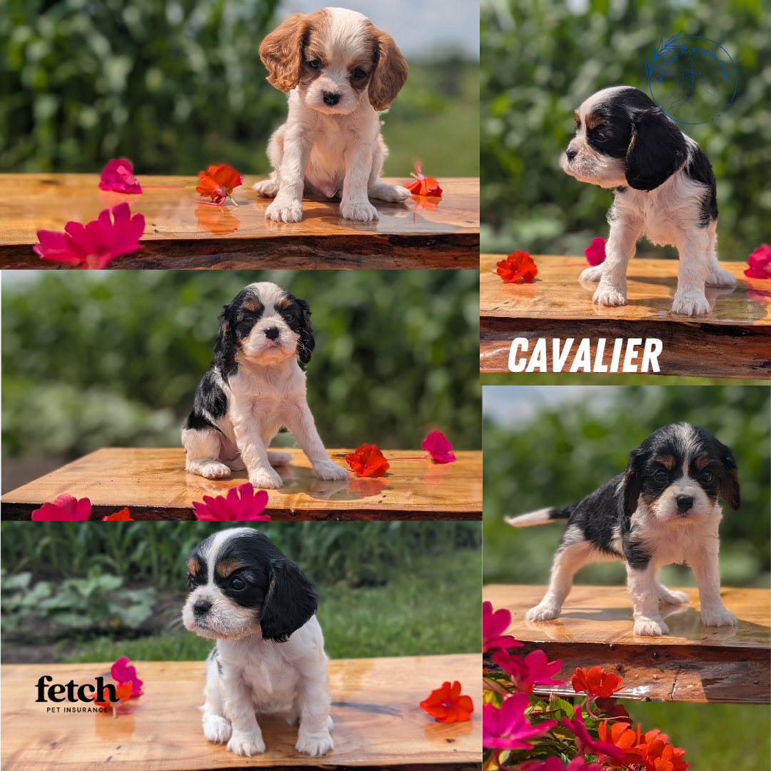 CAVALIER (MAY 30) FEMALES