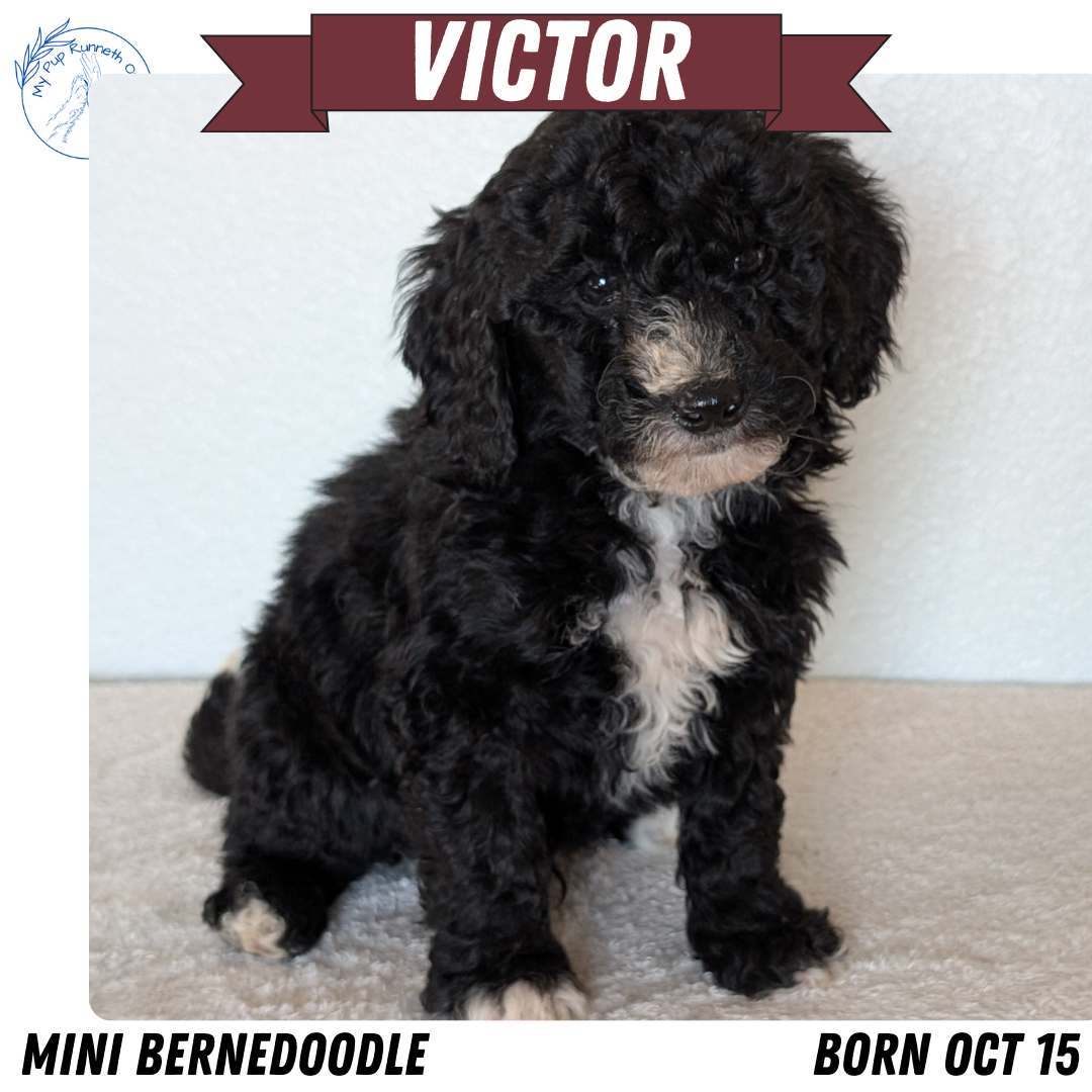 MINI BERNEDOODLE (OCT 15) MALES