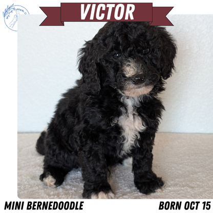 MINI BERNEDOODLE (OCT 15) MALES