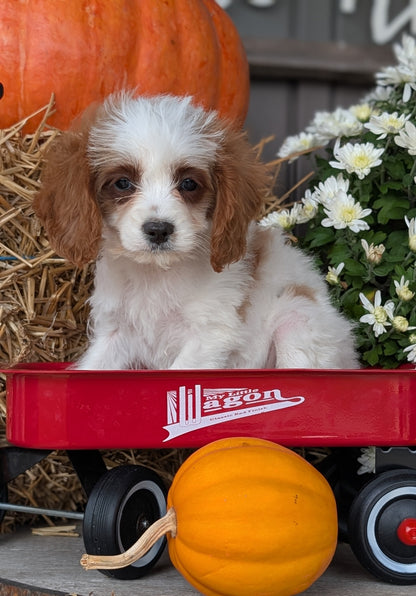 CAVAPOO (07/26) MALE