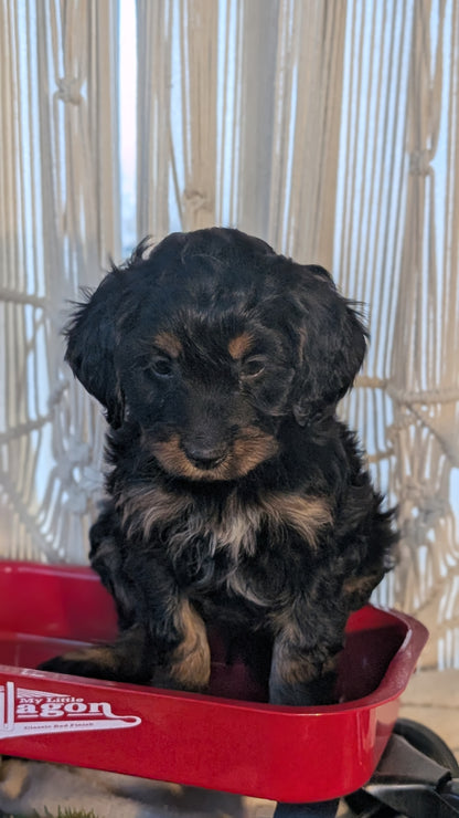CAVAPOO (NOV 17) MALES